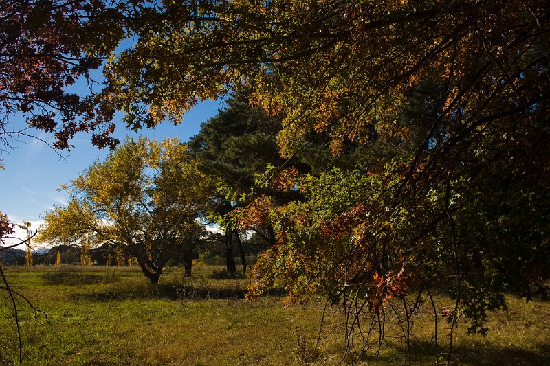 autumn 3.jpg